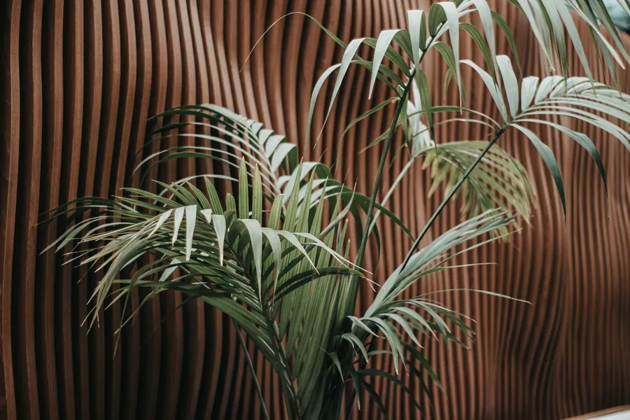 Curved timber slat wall with a palm plant in front